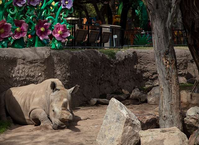 Reid Park Zoo: A Wildlife Haven in the Heart of Tucson